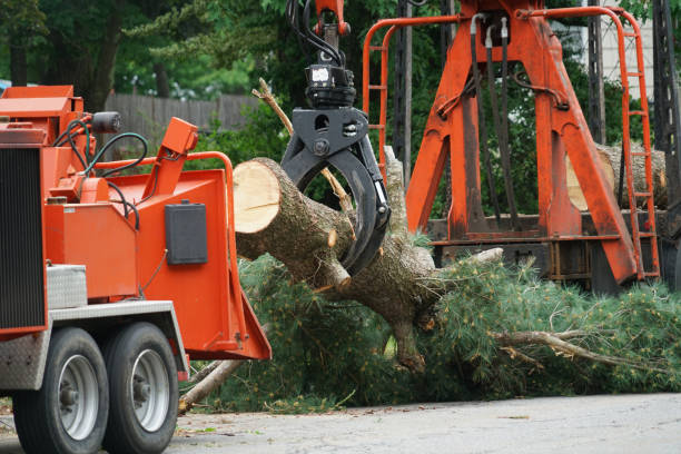 Best Large Tree Removal  in Hatch, NM